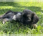 Small Photo #26 Havanese Puppy For Sale in BRISBANE, CA, USA