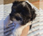 Small #6 Shih-Poo