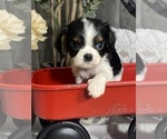 Small Photo #6 Cavalier King Charles Spaniel Puppy For Sale in CANOGA, NY, USA