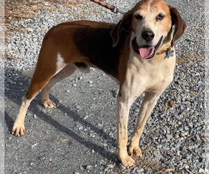 Mutt Dogs for adoption in Rustburg, VA, USA