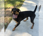 Small #4 Rottweiler Mix