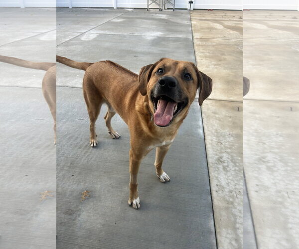 Medium Photo #2 Pyrenees Ridgeback Puppy For Sale in Lancaster, PA, USA