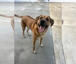 Small #1 Pyrenees Ridgeback