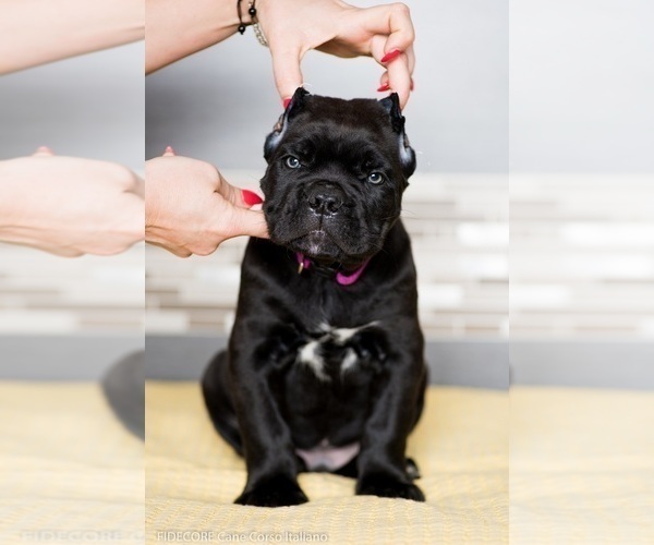 Medium Photo #7 Cane Corso Puppy For Sale in MAUSTON, WI, USA