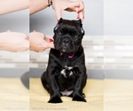 Small Photo #7 Cane Corso Puppy For Sale in MAUSTON, WI, USA