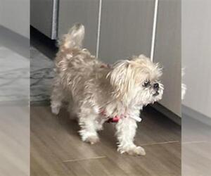 Shih Tzu Dogs for adoption in San Antonio, TX, USA