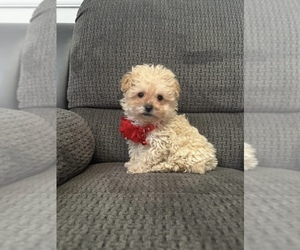 Poodle (Toy) Puppy for sale in JEFFERSONVILLE, IN, USA