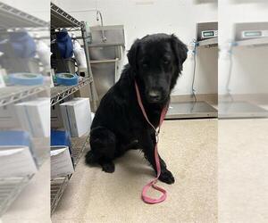 Great Pyrenees-Unknown Mix Dogs for adoption in Bakersfield, CA, USA