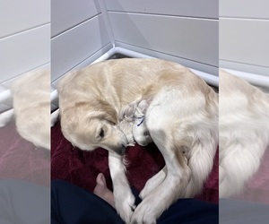 Medium Golden Retriever