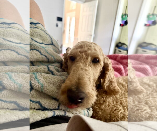 Medium Photo #2 Goldendoodle Puppy For Sale in Orlando, FL, USA