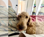 Small #1 Goldendoodle