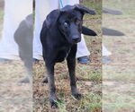 Small #6 Labrador Retriever Mix