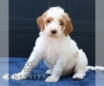Small #2 Goldendoodle