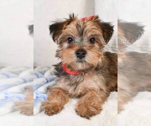 Yorkshire Terrier Puppy for sale in LOWELL, MA, USA