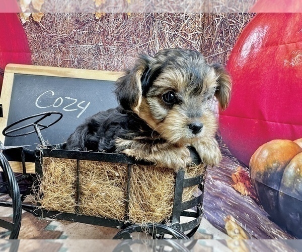 Medium Photo #6 Morkie Puppy For Sale in CASSVILLE, MO, USA