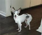 Small Chihuahua