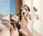 Puppy Autumn Aussiedoodle