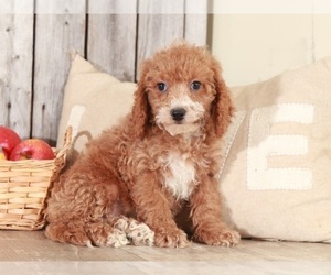 Cock-A-Poo Puppy for sale in MOUNT VERNON, OH, USA