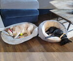 Small #4 Labrador Retriever Mix