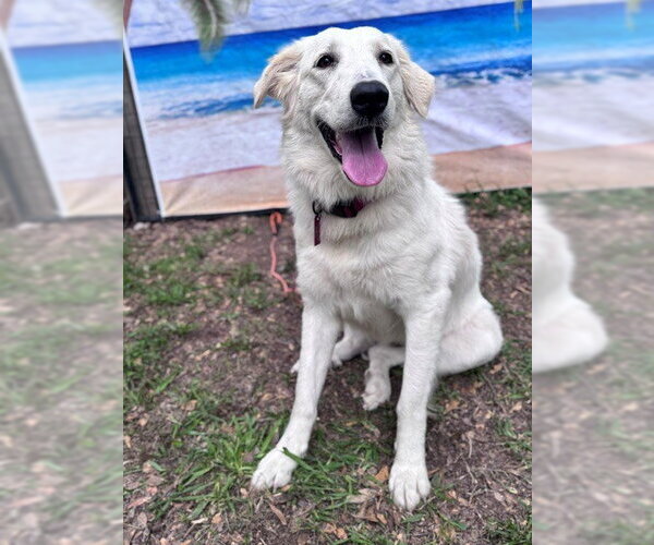 Medium Photo #7 Great Pyrenees Puppy For Sale in Spring, TX, USA