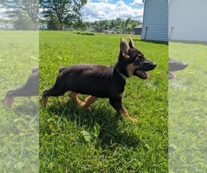 German Shepherd Dog Puppy for Sale in GOSHEN, Indiana USA