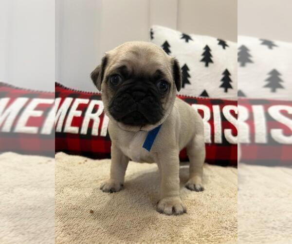 Medium Photo #1 Pug Puppy For Sale in DELAWARE, OH, USA