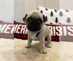 Small Photo #1 Pug Puppy For Sale in DELAWARE, OH, USA