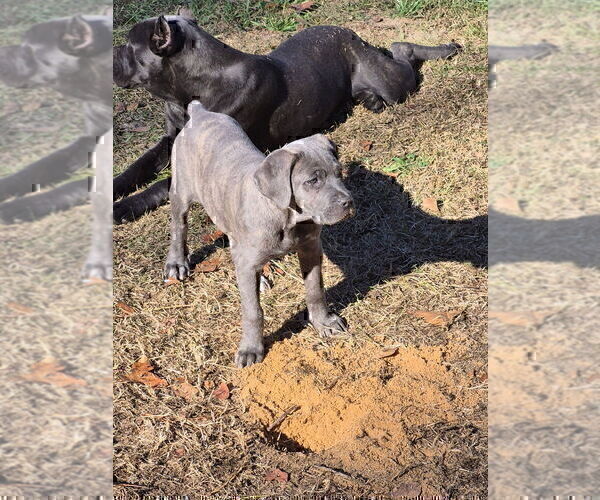 Medium Photo #10 Cane Corso Puppy For Sale in COLUMBIA, SC, USA