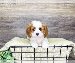 Cavalier King Charles Spaniel Puppy for sale in GROVETOWN, GA, USA
