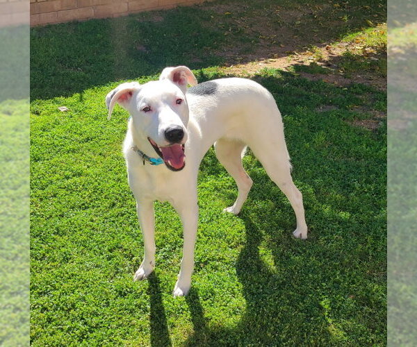 Medium Photo #2 Border Collie-Unknown Mix Puppy For Sale in Mesa, AZ, USA
