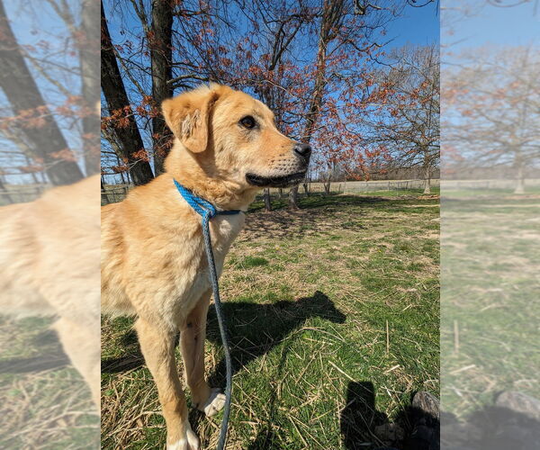 Medium Photo #4 Labrenees Puppy For Sale in Osgood, IN, USA