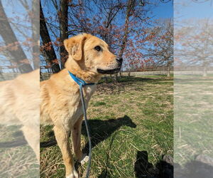 Reggie - Male Labrenees Dog for Adoption - Photo #4