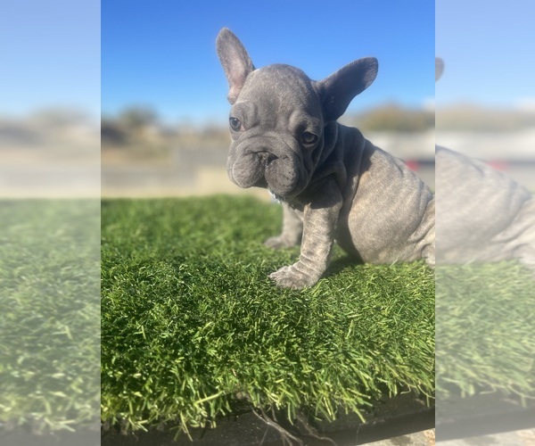 Medium Photo #9 French Bulldog Puppy For Sale in WEST HOLLYWOOD, CA, USA