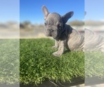 Small #8 French Bulldog
