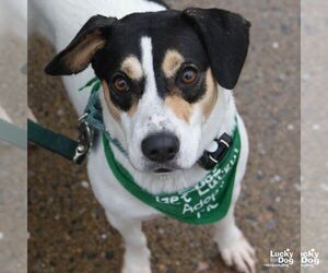 Labrador Retriever-Unknown Mix Dogs for adoption in Washington, DC, USA
