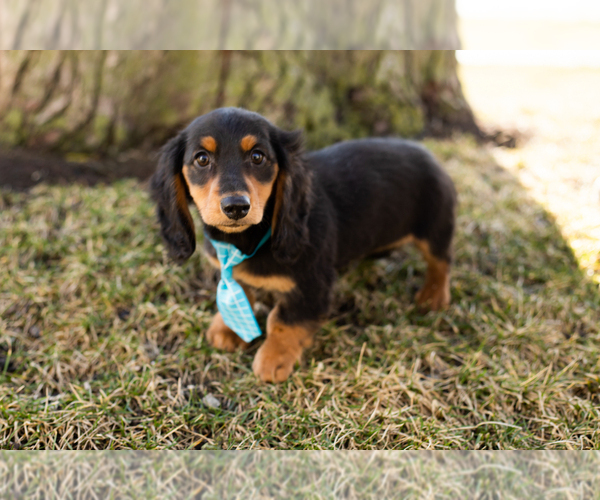 Medium Photo #3 Dachshund Puppy For Sale in NAPPANEE, IN, USA