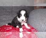 Small Photo #22 Border Collie Puppy For Sale in AIKEN, SC, USA