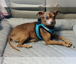 Small #12 Chihuahua