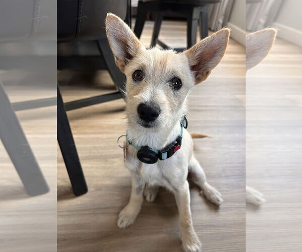 Medium Photo #1 Mutt Puppy For Sale in Newport Beach, CA, USA