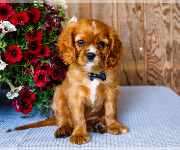 Medium Photo #18 Cavalier King Charles Spaniel Puppy For Sale in WAKARUSA, IN, USA