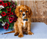Small Photo #18 Cavalier King Charles Spaniel Puppy For Sale in WAKARUSA, IN, USA