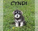 Small #1 Schnoodle (Miniature)