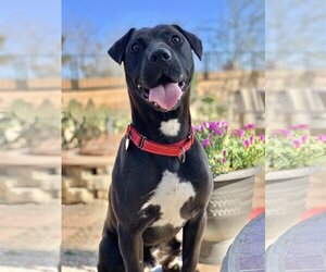 Lincoln - Male American Pit Bull Terrier-Labrador Retriever Mix Dog for Adoption - Photo #3