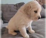 Puppy Pink girl Golden Retriever