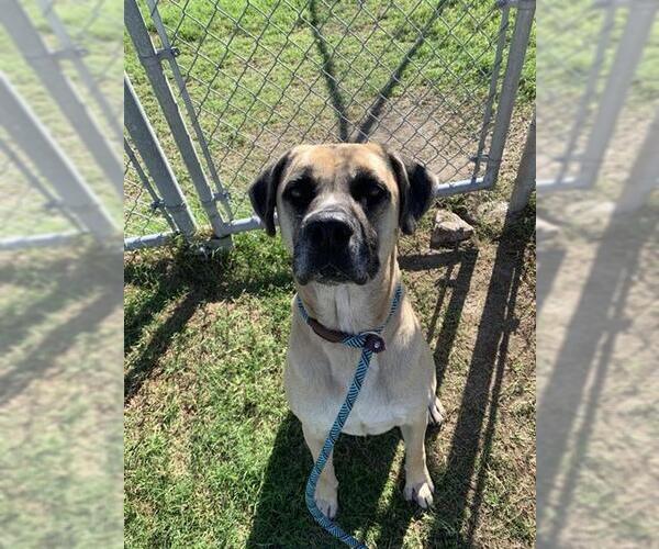 Medium Photo #2 American Pit Bull Terrier Puppy For Sale in Corpus Christi, TX, USA