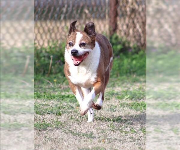 Medium Photo #1 Beagle-Unknown Mix Puppy For Sale in Grovetown, GA, USA