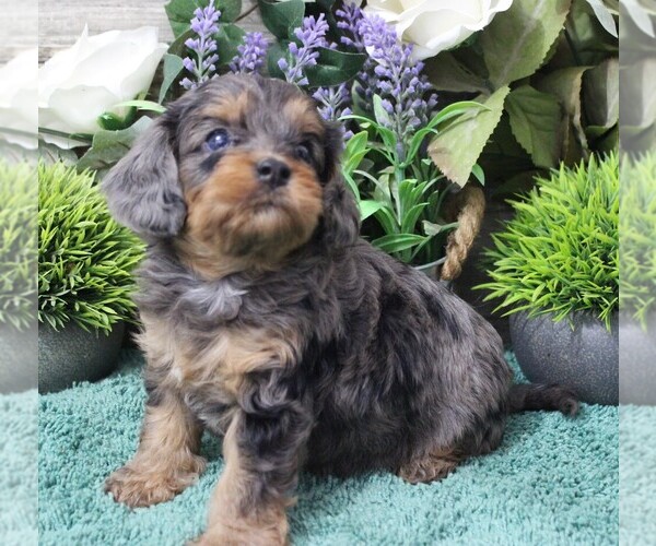Medium Photo #2 Cavapoo (Miniature) Puppy For Sale in CARLISLE, KY, USA