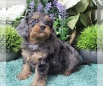 Small #1 Cavapoo (Miniature)