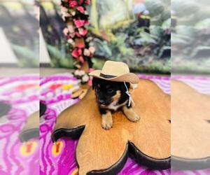 Mutt Dogs for adoption in Globe, AZ, USA