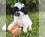 Small #3 Poodle (Miniature)